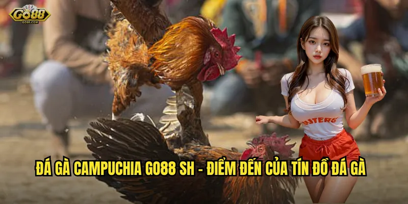 Đá gà campuchia go88 sh - Điểm đến của tín đồ đá gà