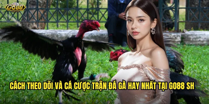 Cách theo dõi và cá cược trận đá gà hay nhất tại go88 sh